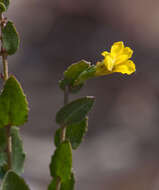 Image of Goodenia benthamiana R. C. Carolin