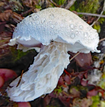 Image de Fistulinella nivea (G. Stev.) Singer 1983