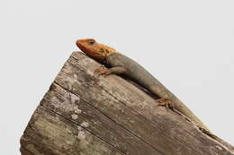 Image of Common agama