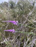 Image of Liniment Plant