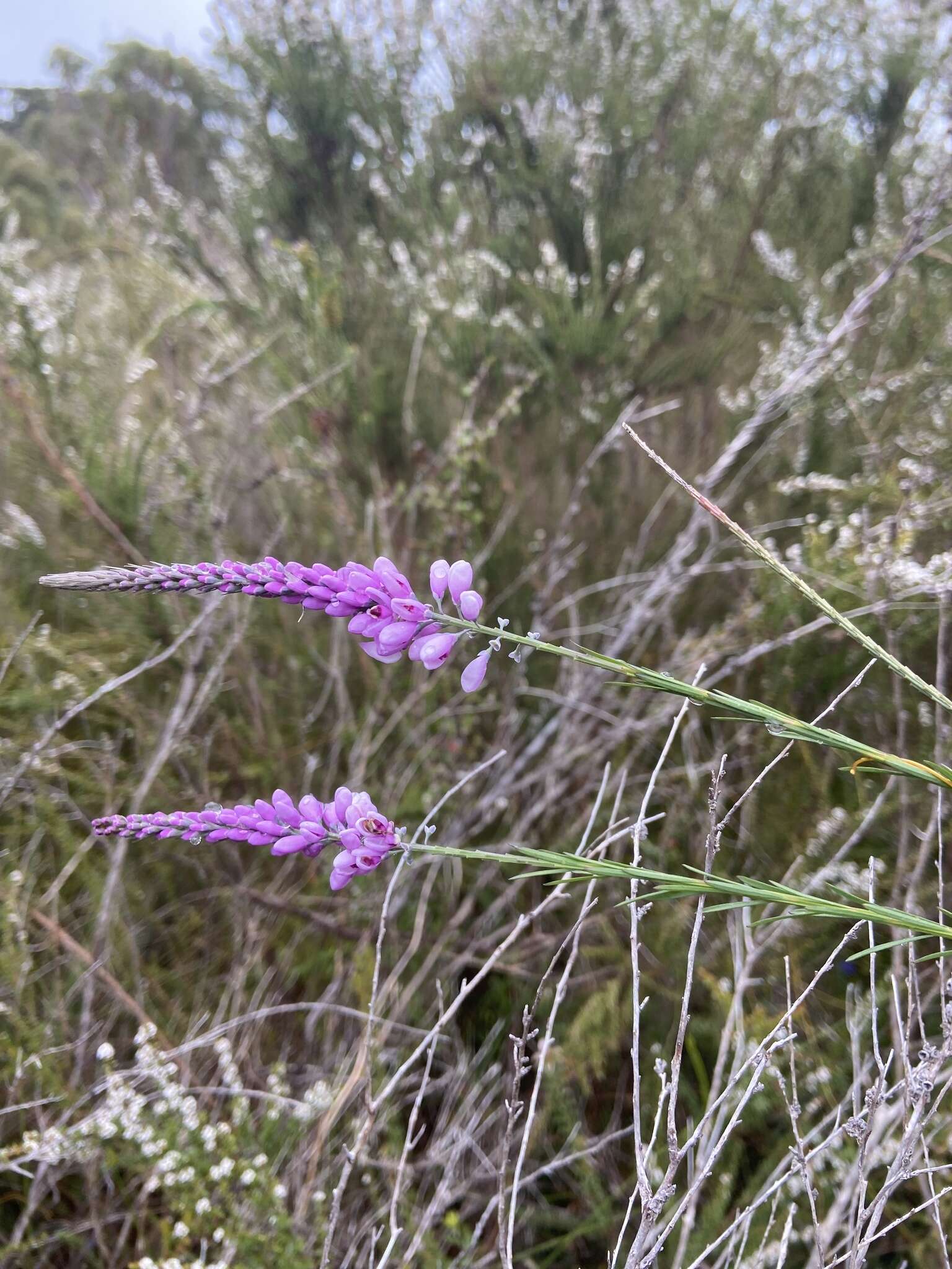 Sivun Comesperma virgatum Labill. kuva