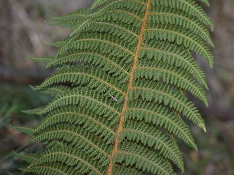 Image of Polystichum speciosissimum (A. Br. ex Kunze) Copel.