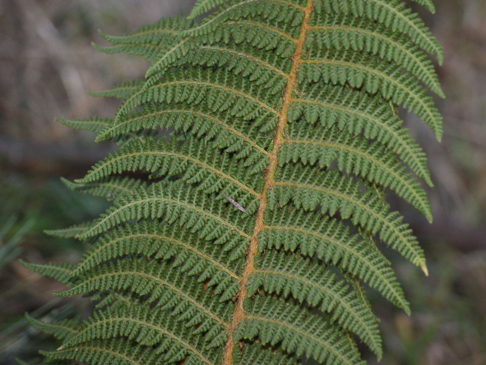 Image de Polystichum speciosissimum (A. Br. ex Kunze) Copel.