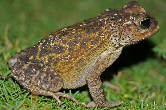 Image of Cuban spotted toad