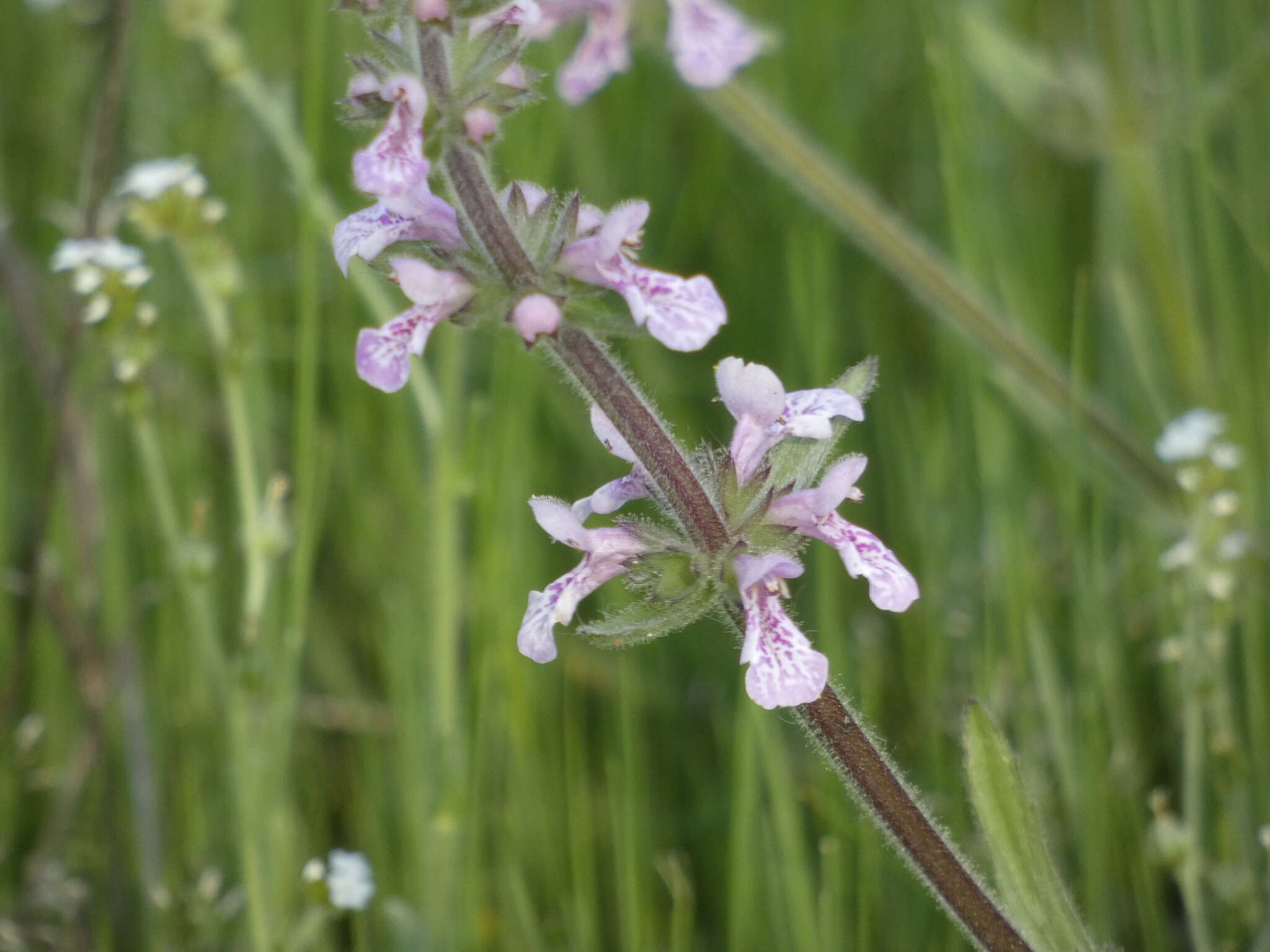 Imagem de Stachys grandidentata Lindl.