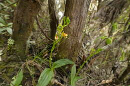 Liparis flavescens (Thouars) Lindl.的圖片