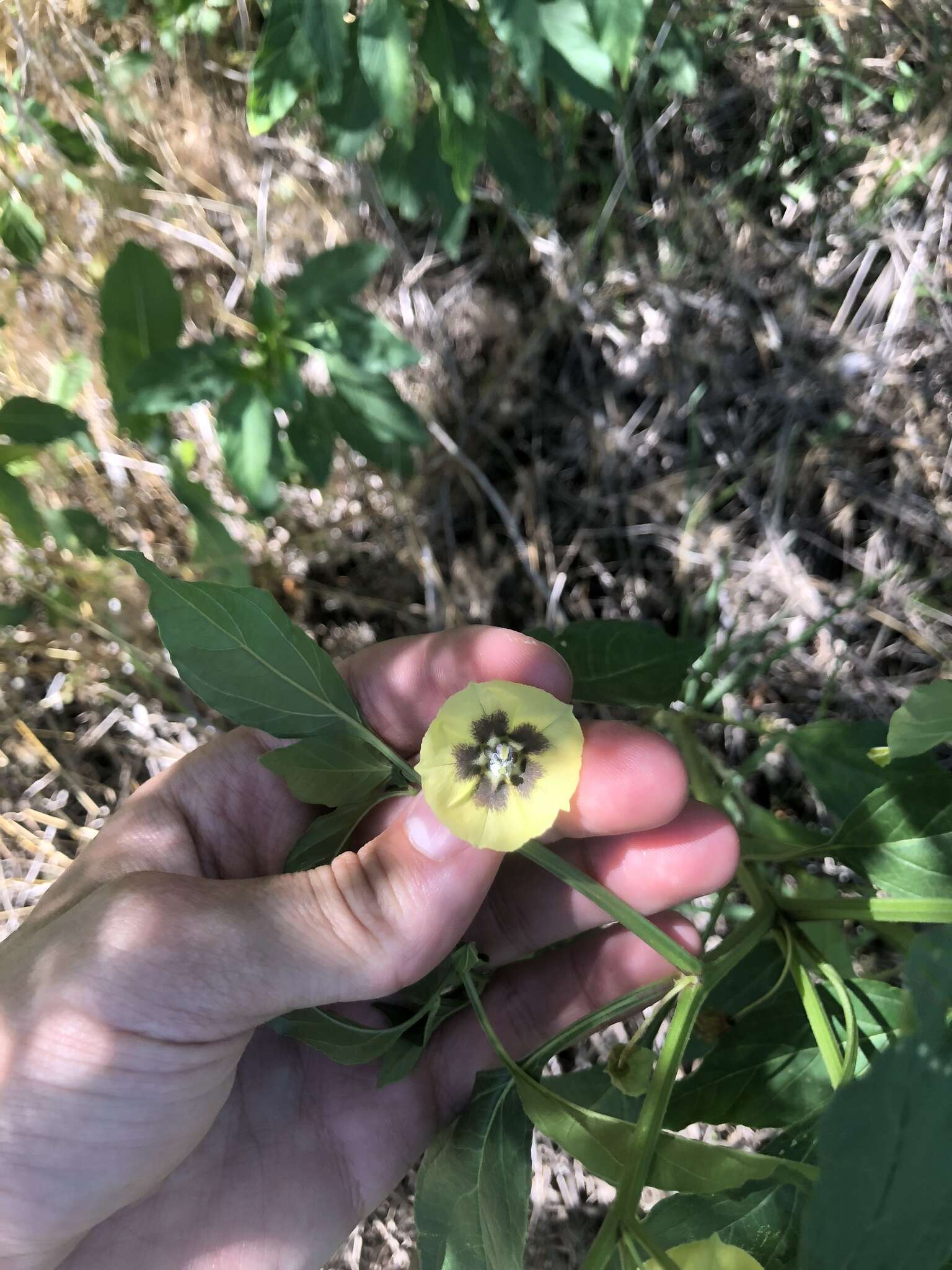 Image of <i>Physalis <i>longifolia</i></i> var. longifolia