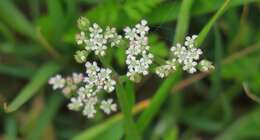 Image of spreading hedgeparsley