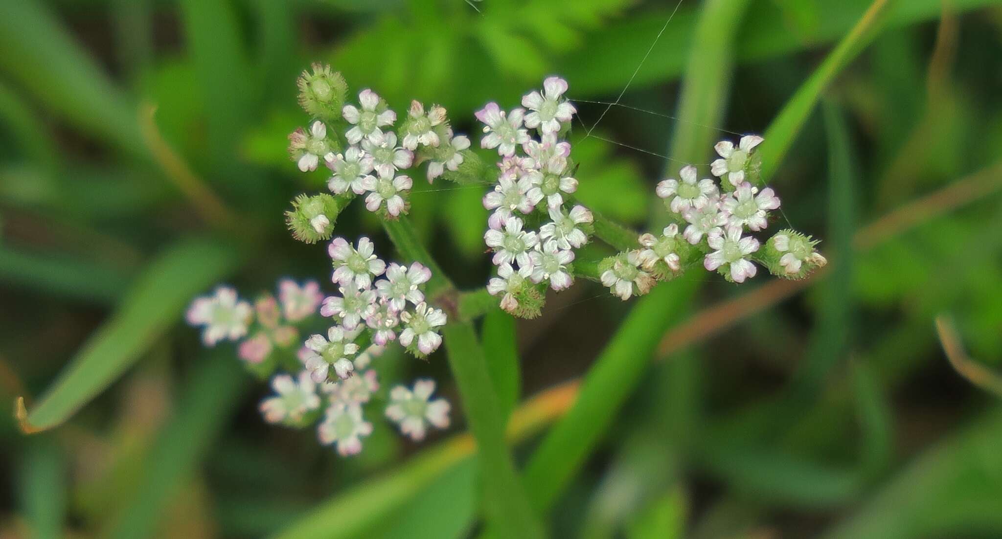 Image of spreading hedgeparsley