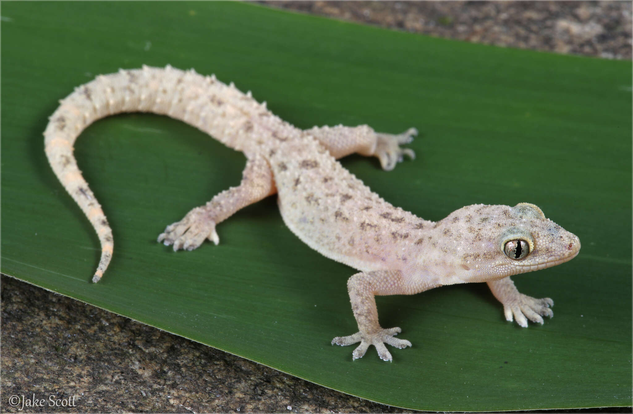 Слика од Hemidactylus parvimaculatus Deraniyagala 1953