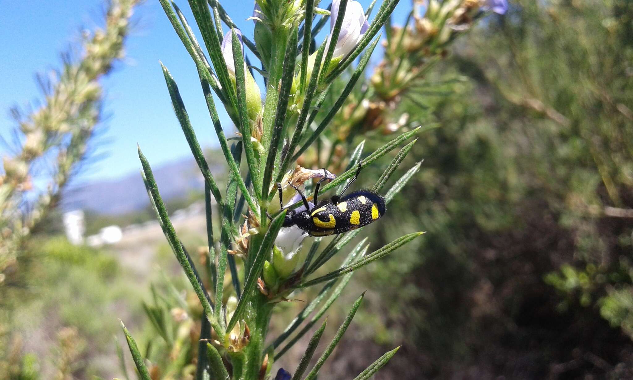 Image of <i>Ceroctis capensis</i>