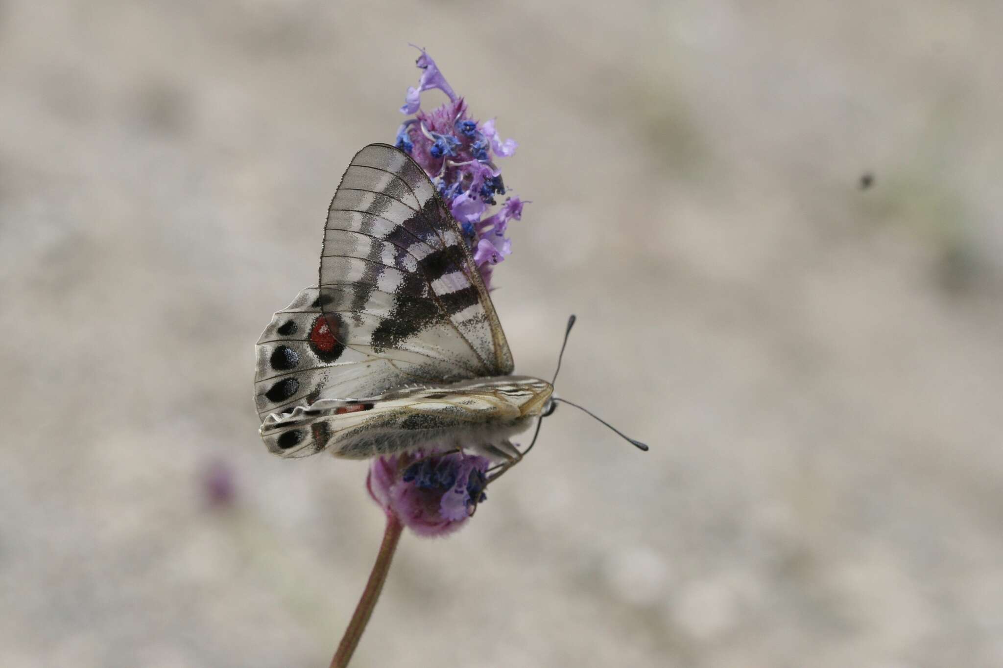 Image de Parnassius charltonius Gray (1853)