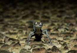 Image of Southern Phasmid Gecko