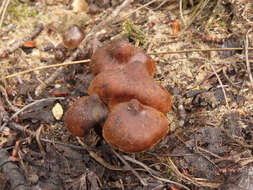 Imagem de Cortinarius vernus H. Lindstr. & Melot 1994