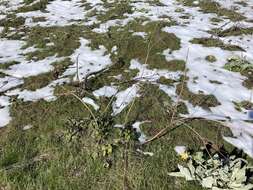 Imagem de Eriogonum elatum var. elatum