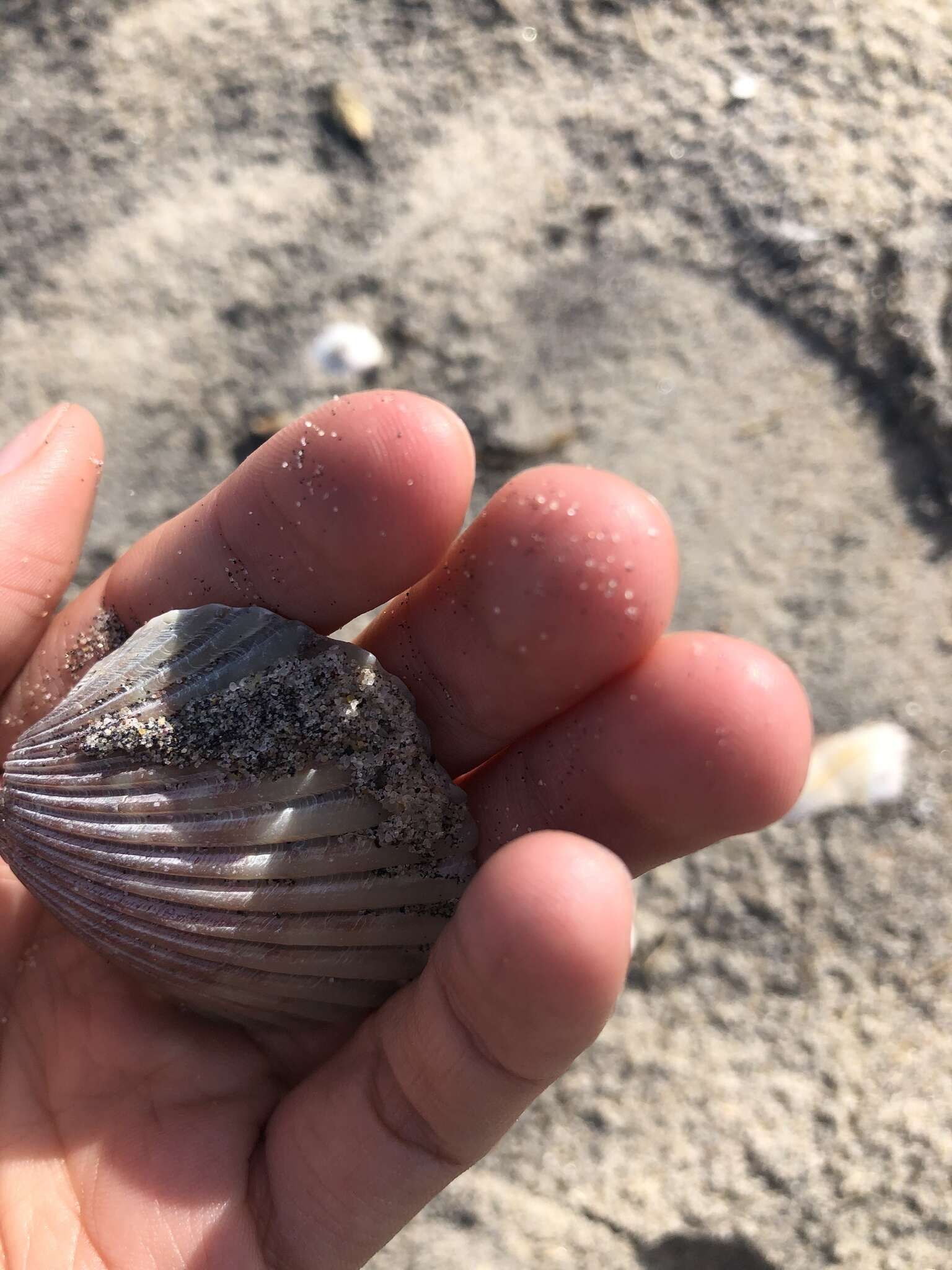 Image of circular scallop