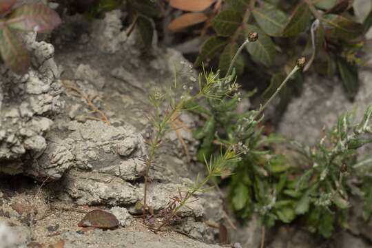 Image of Galium setaceum Lam.