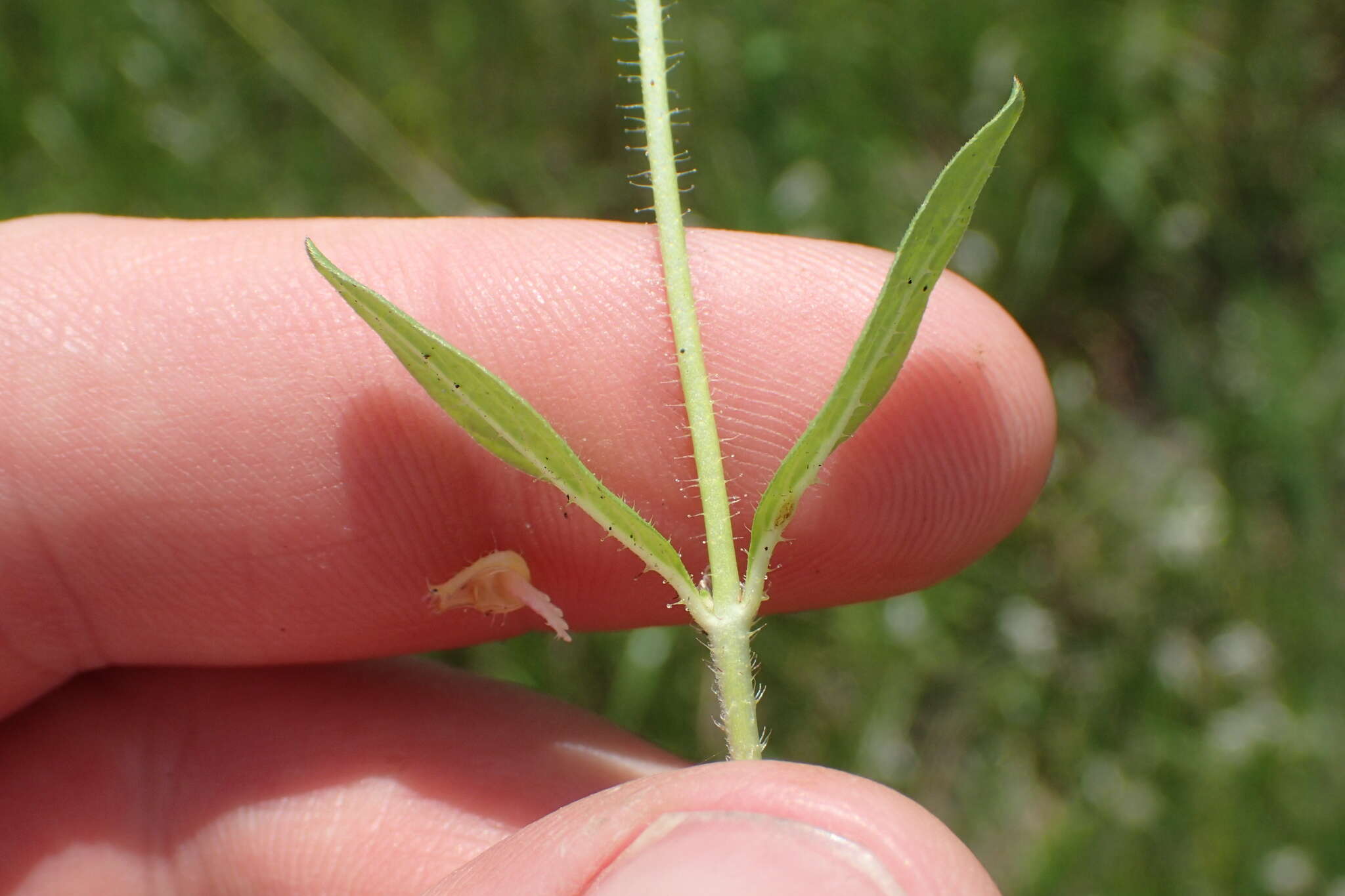 Image of Colombian Waxweed