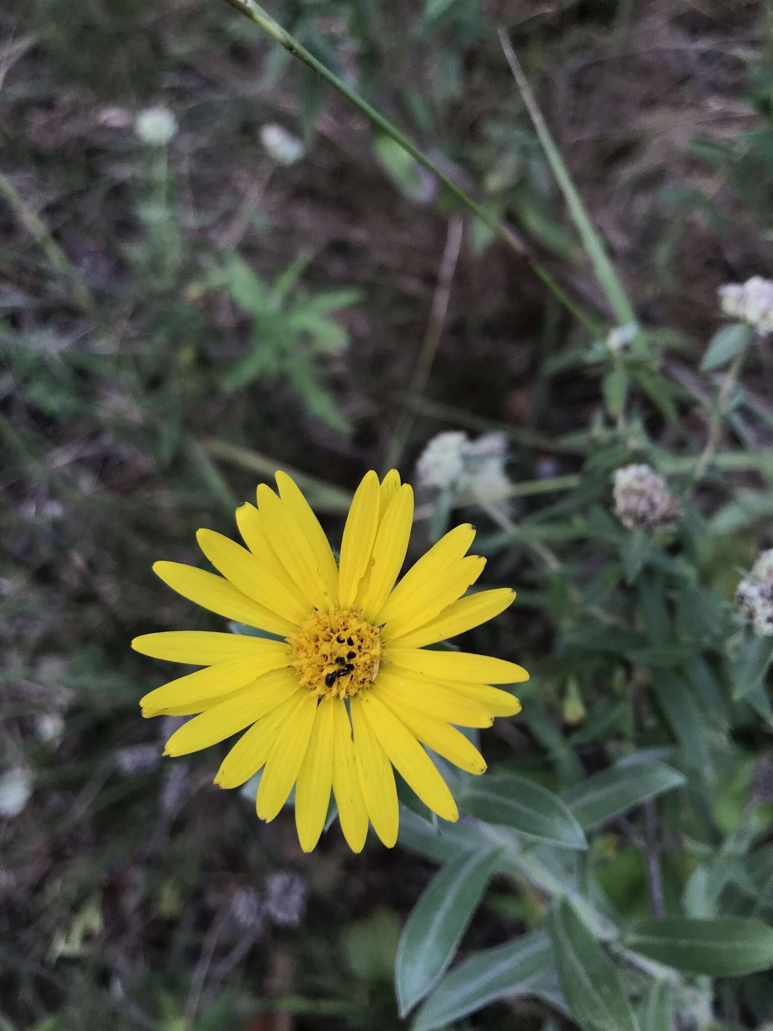 Image of lemonyellow false goldenaster