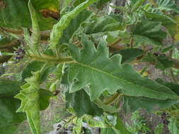 Image of Solanum crinitipes Dun.