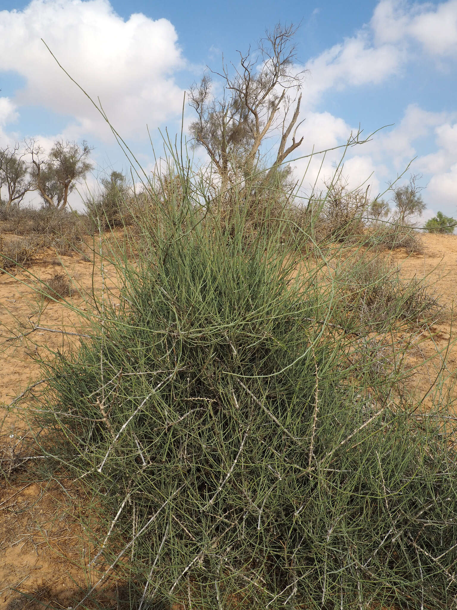 Image of Ephedra aphylla Forssk.