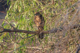 Sivun Accipiter fasciatus didimus (Mathews 1912) kuva