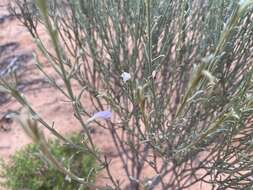 صورة Eremophila scoparia (R. Br.) F. Muell.