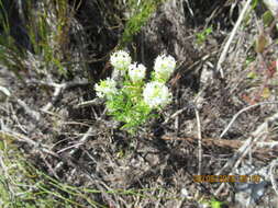 Image of Fringe Falseslugwort