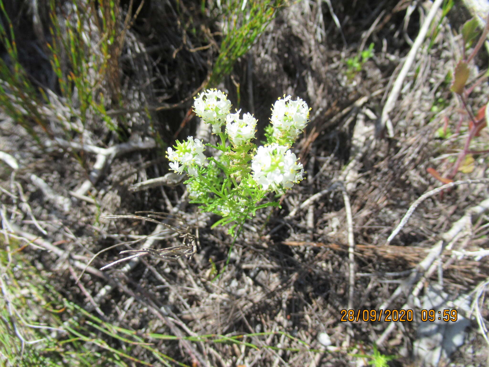 Image of Fringe Falseslugwort