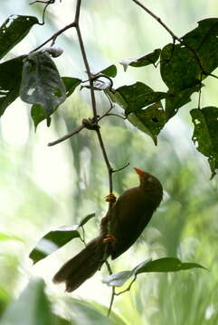 Image of Orange-billed Babbler