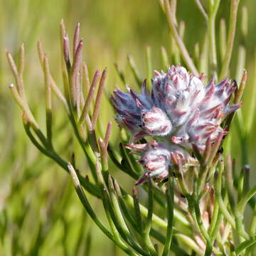 Image of Serruria ascendens (Lam.) R. Br.