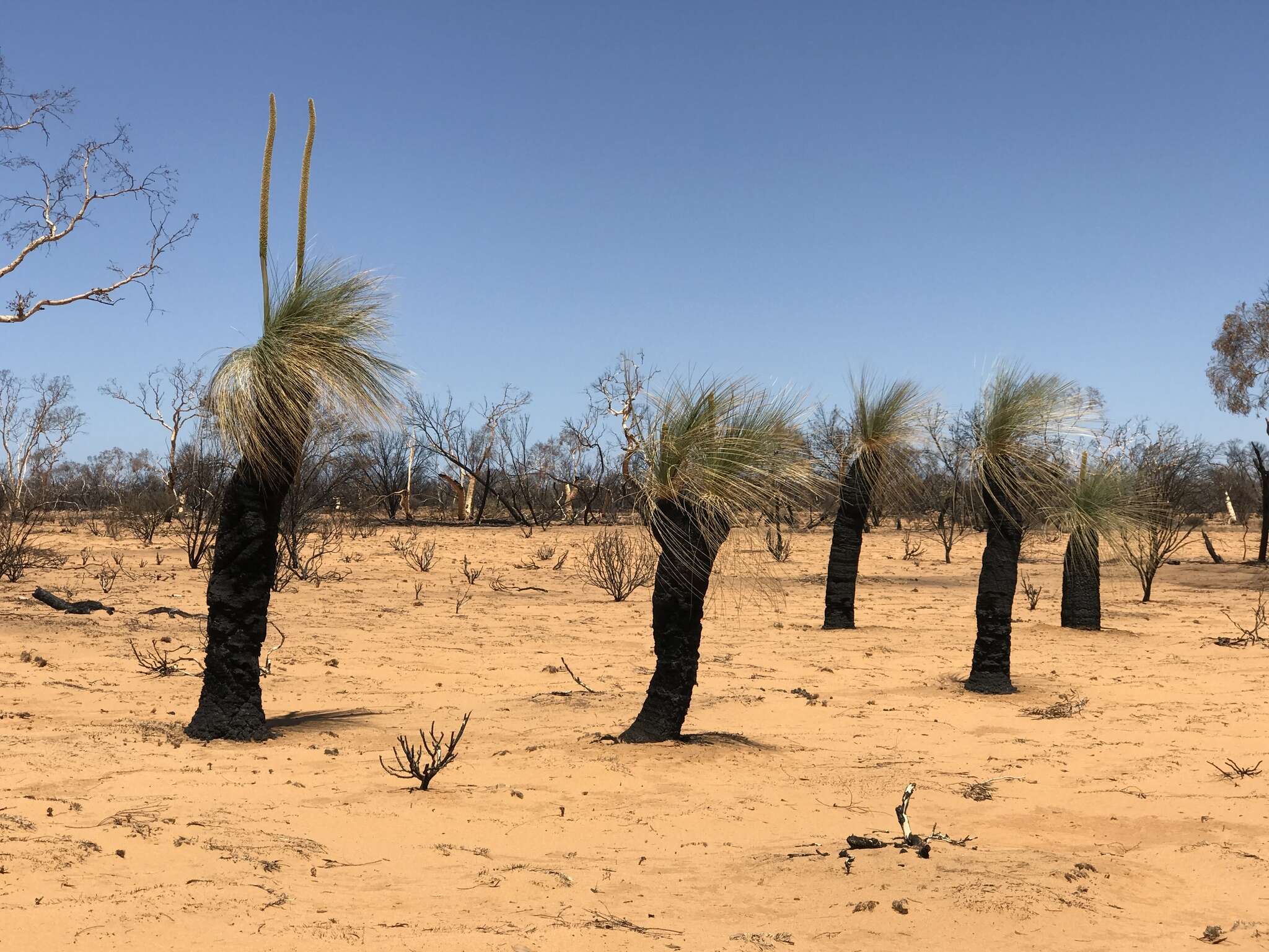 Image of Xanthorrhoea thorntonii Tate