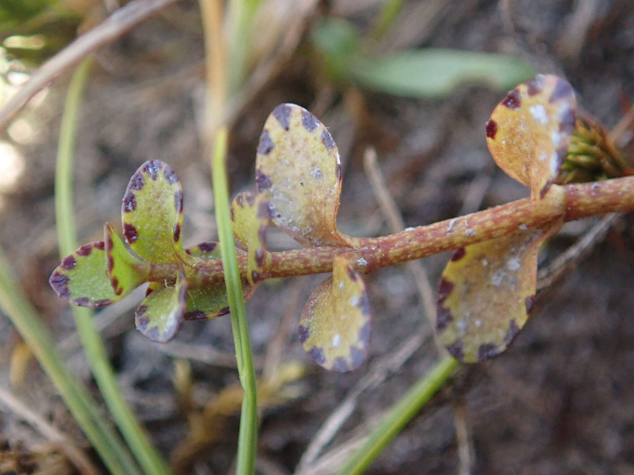 Image of Gratiola concinna Colenso