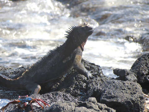 Image of Amblyrhynchus cristatus wikelskii