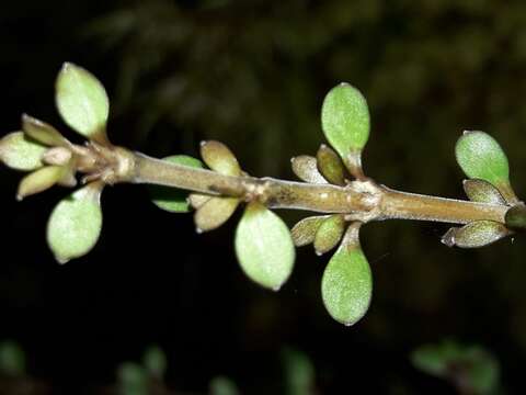 Image of Coprosma depressa Colenso ex Hook. fil.