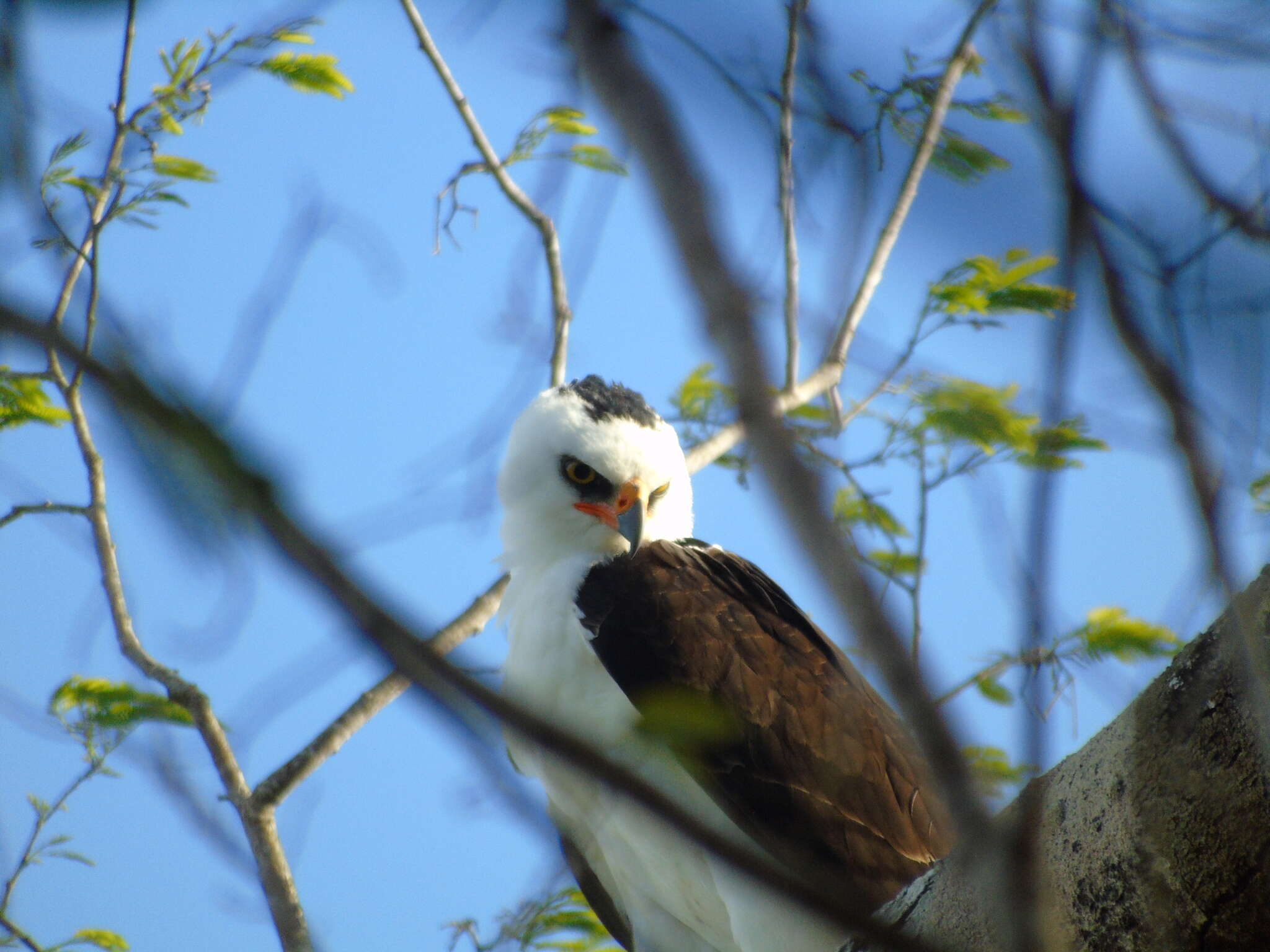 Image of Black-and-White Hawk-Eagle