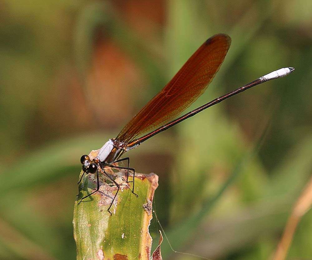 Image of Mnais andersoni McLachlan ex Selys 1873