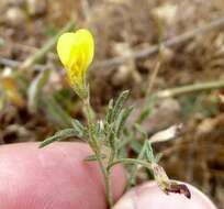 Image of strigose bird's-foot trefoil