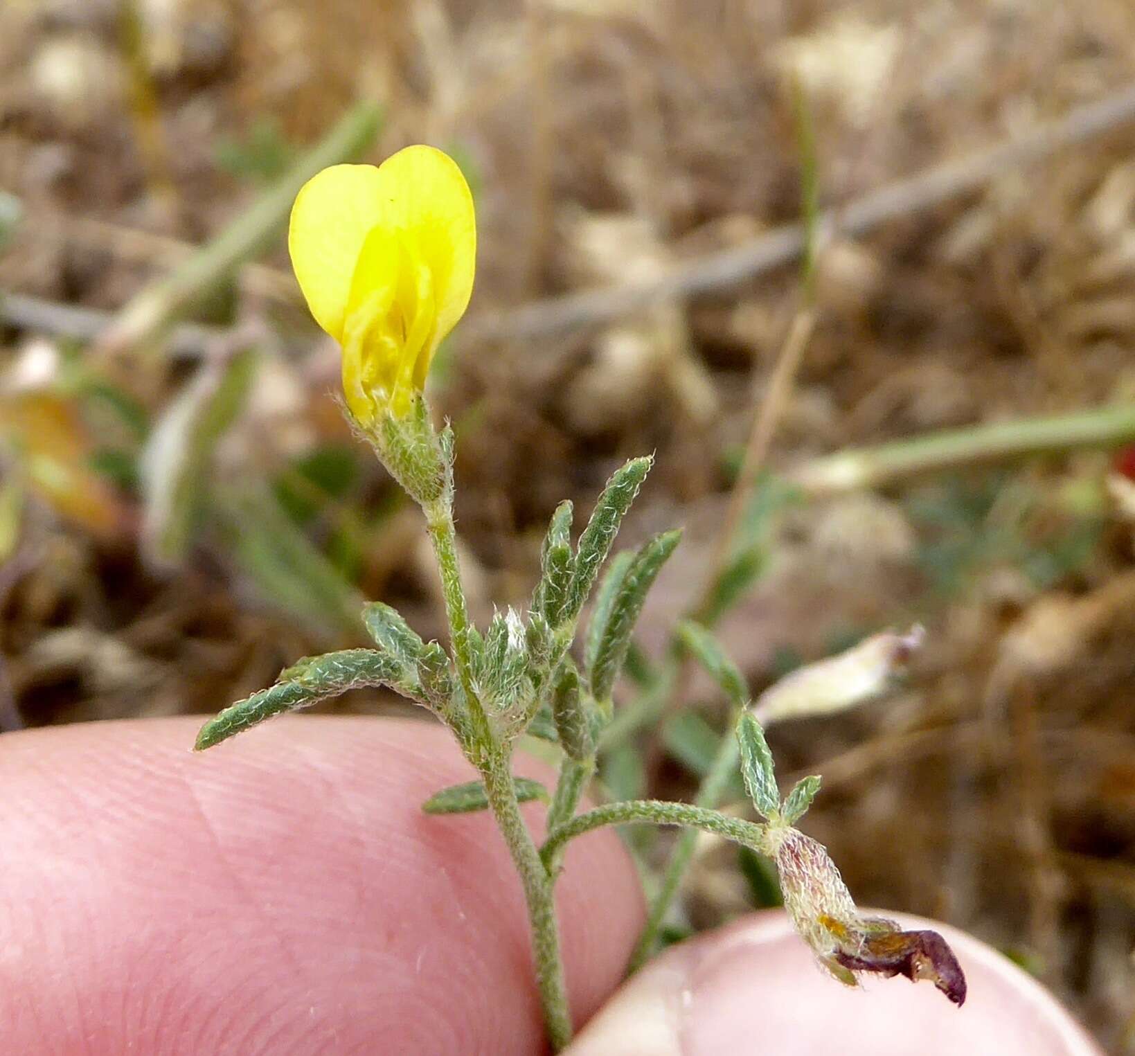 Image of strigose bird's-foot trefoil