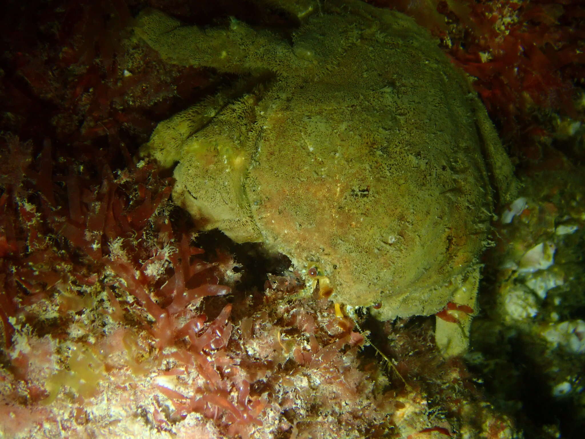 Image of Linnaeus's sponge crab