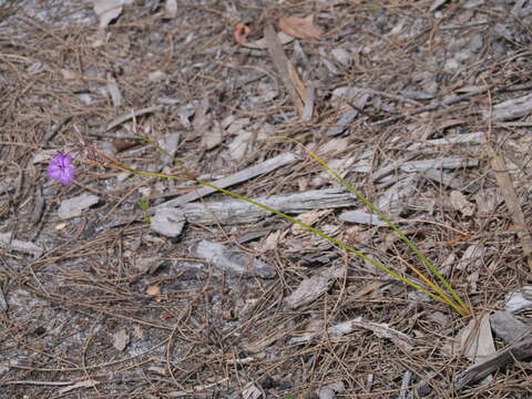 Image of Thysanotus thyrsoideus Baker