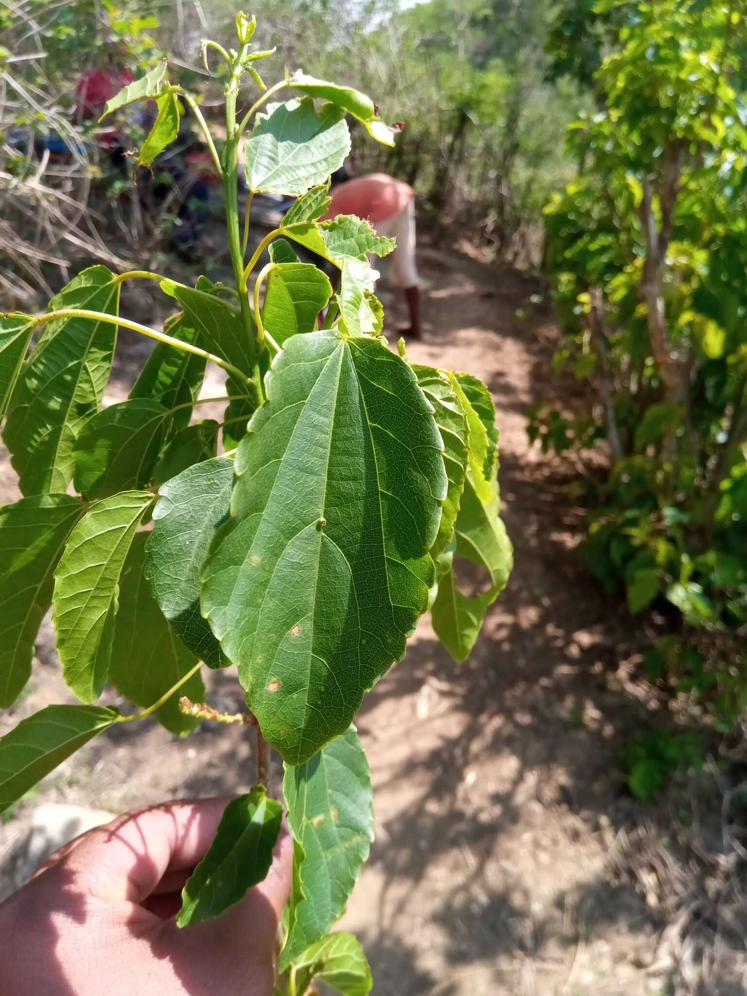 Слика од Alchornea alnifolia (Bojer ex Baill.) Pax & K. Hoffm.