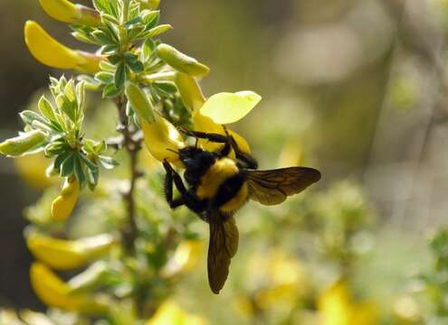 Image of Bombus argillaceus (Scopoli 1763)