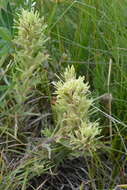 Image of deer Indian paintbrush