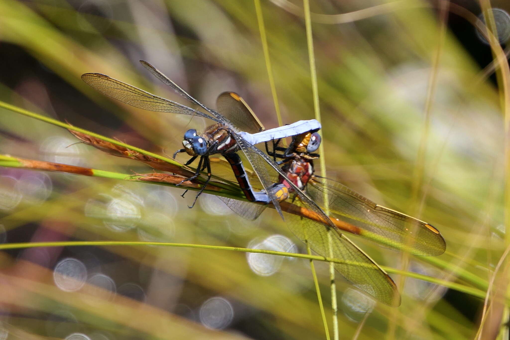 Image of Elusive Skimmer