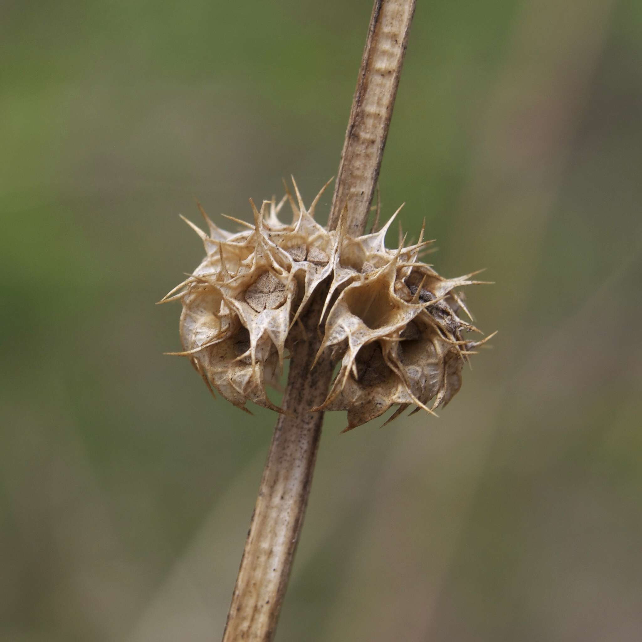 Image of common motherwort