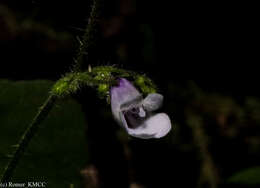 Streptocarpus oliganthus B. L. Burtt resmi