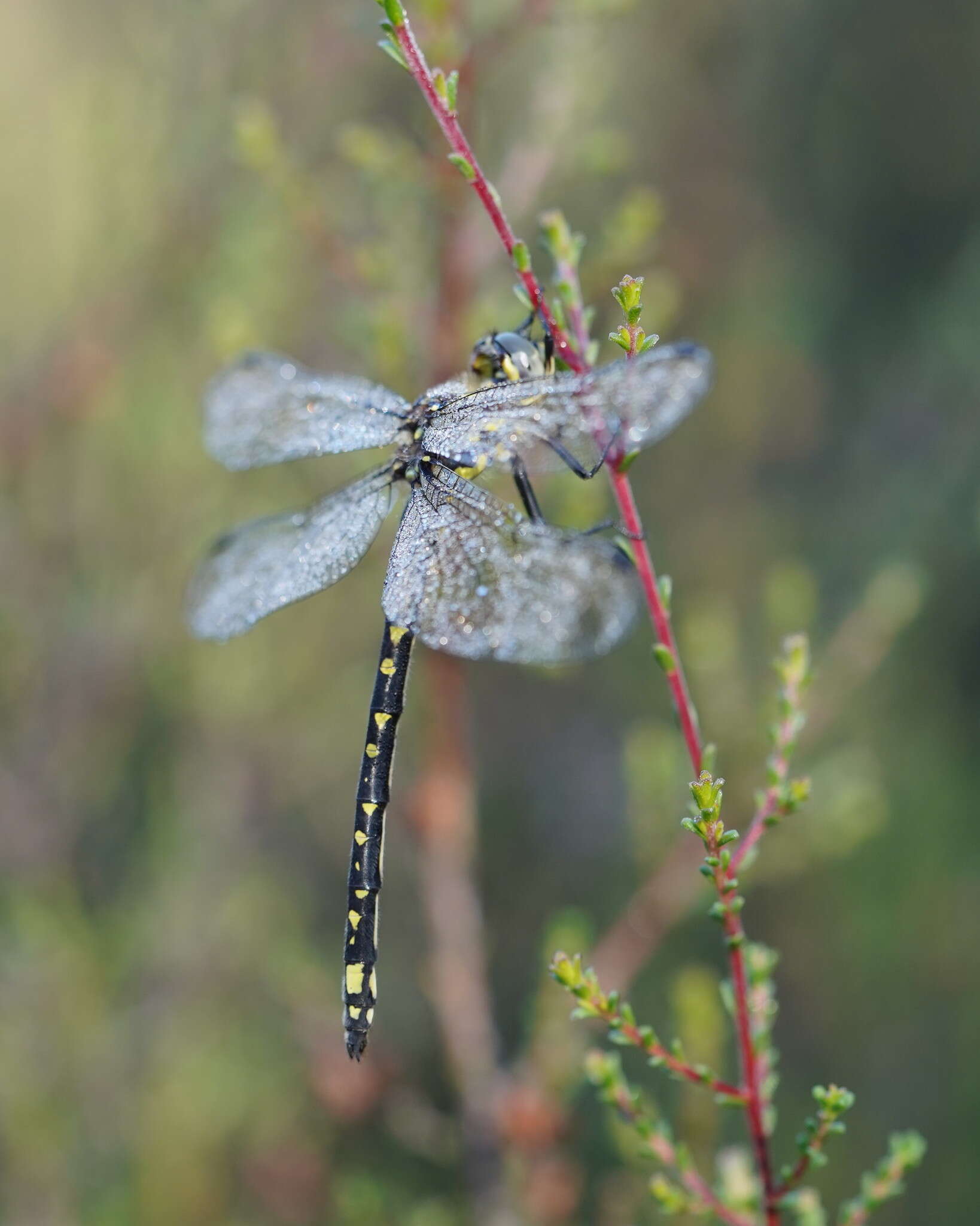 Image of Eusynthemis virgula (Selys 1874)