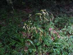 Scirpus pendulus Muhl. resmi