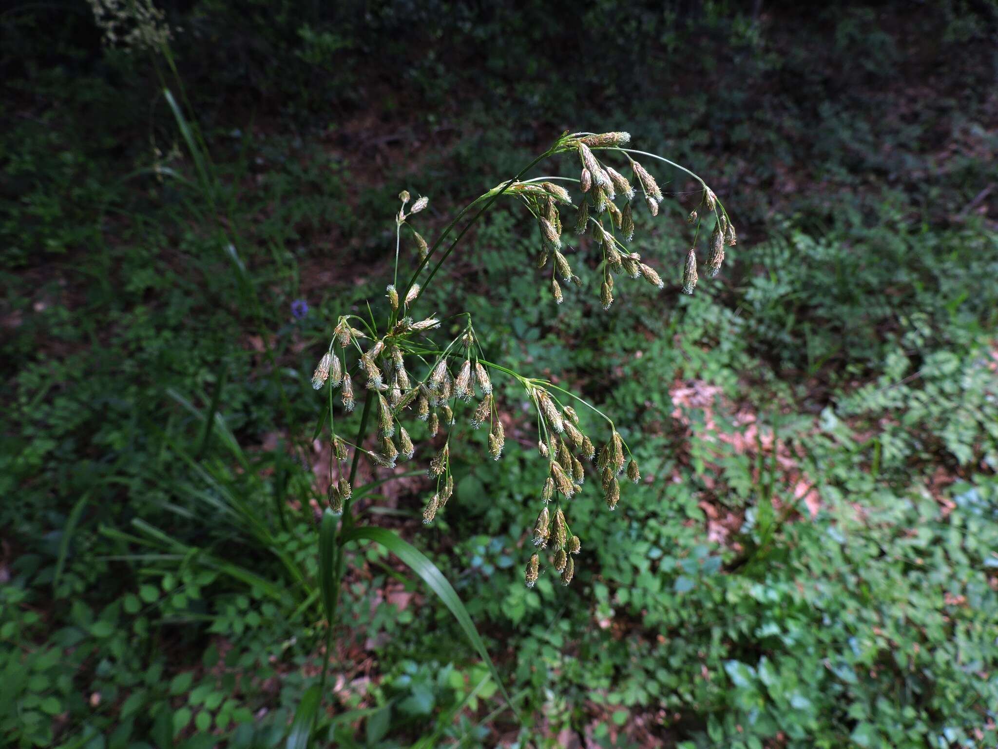 Scirpus pendulus Muhl. resmi